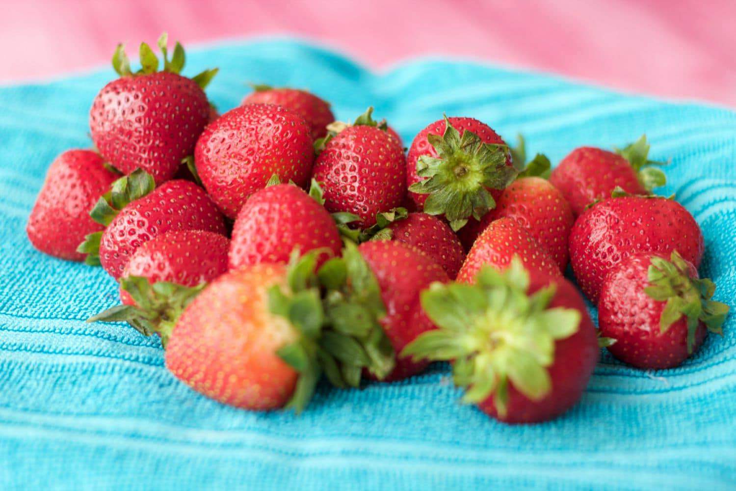 Fresh strawberries on a blue tea towel. 